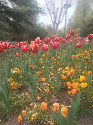 عکس بوستان نیاوران