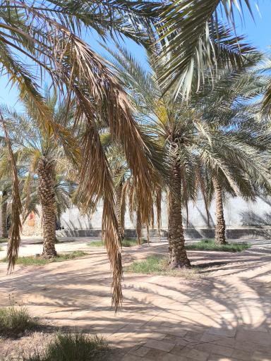 عکس موزه شهید رییس علی دلواری