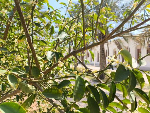 عکس موزه شهید رییس علی دلواری