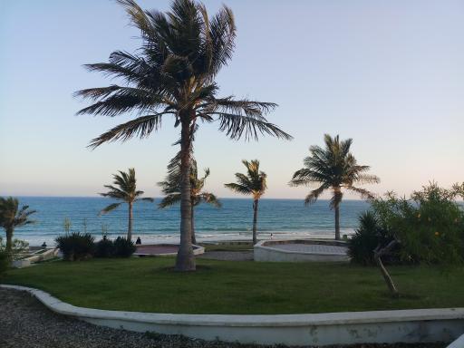 عکس بوستان زیتون