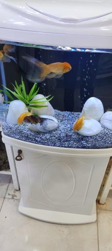 عکس شیراز آکواریوم