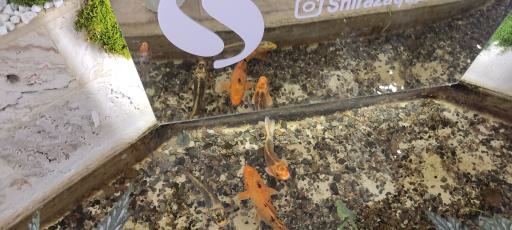 عکس شیراز آکواریوم