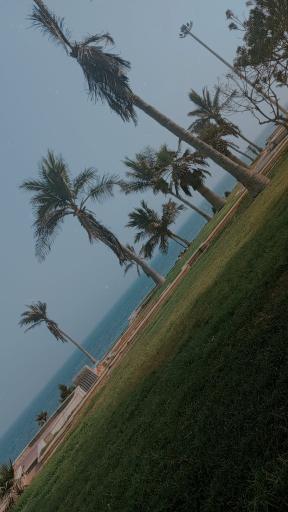 عکس بوستان زیتون