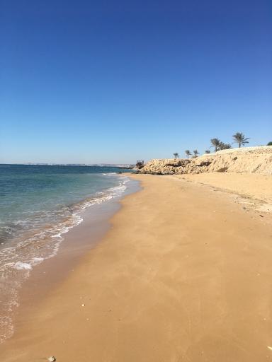 عکس بوستان زیتون