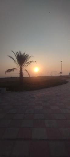 عکس بوستان زیتون