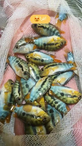 عکس شیراز آکواریوم