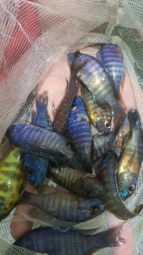 عکس شیراز آکواریوم