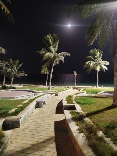عکس بوستان زیتون