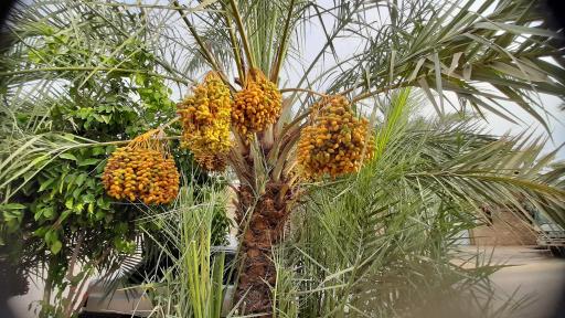 عکس طبس