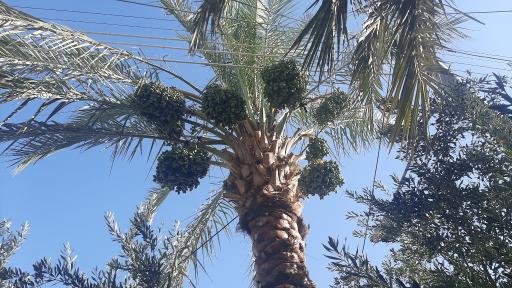 عکس طبس