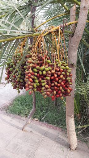 عکس طبس