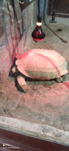 عکس لاکپشت مهمیزدار - Spur Thighed Tortoise