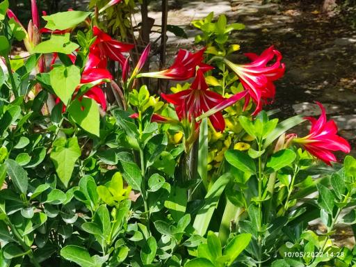 عکس باغ عکاسی بامبو