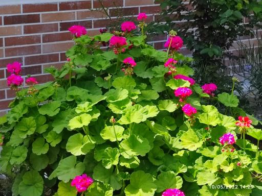 عکس باغ عکاسی بامبو