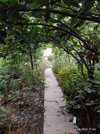 عکس باغ عکاسی بامبو