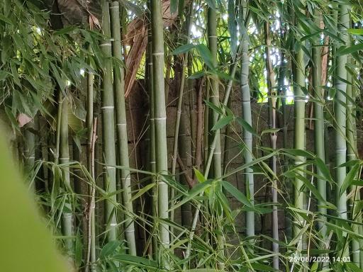 عکس باغ عکاسی بامبو