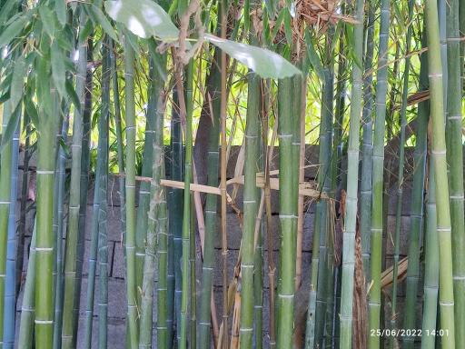 عکس باغ عکاسی بامبو