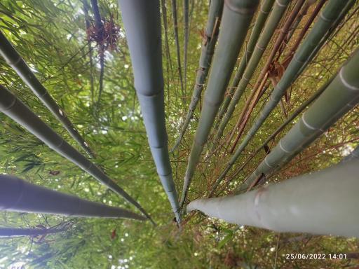 عکس باغ عکاسی بامبو