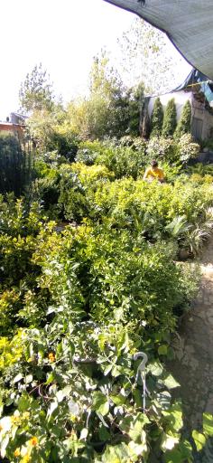 عکس بازار گل و گیاه غرب تهران