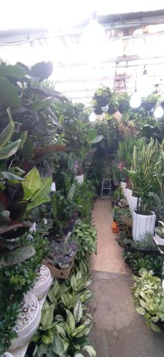 عکس بازار گل و گیاه غرب تهران