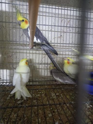 عکس سالن پرورش پرندگان زینتی مالکی