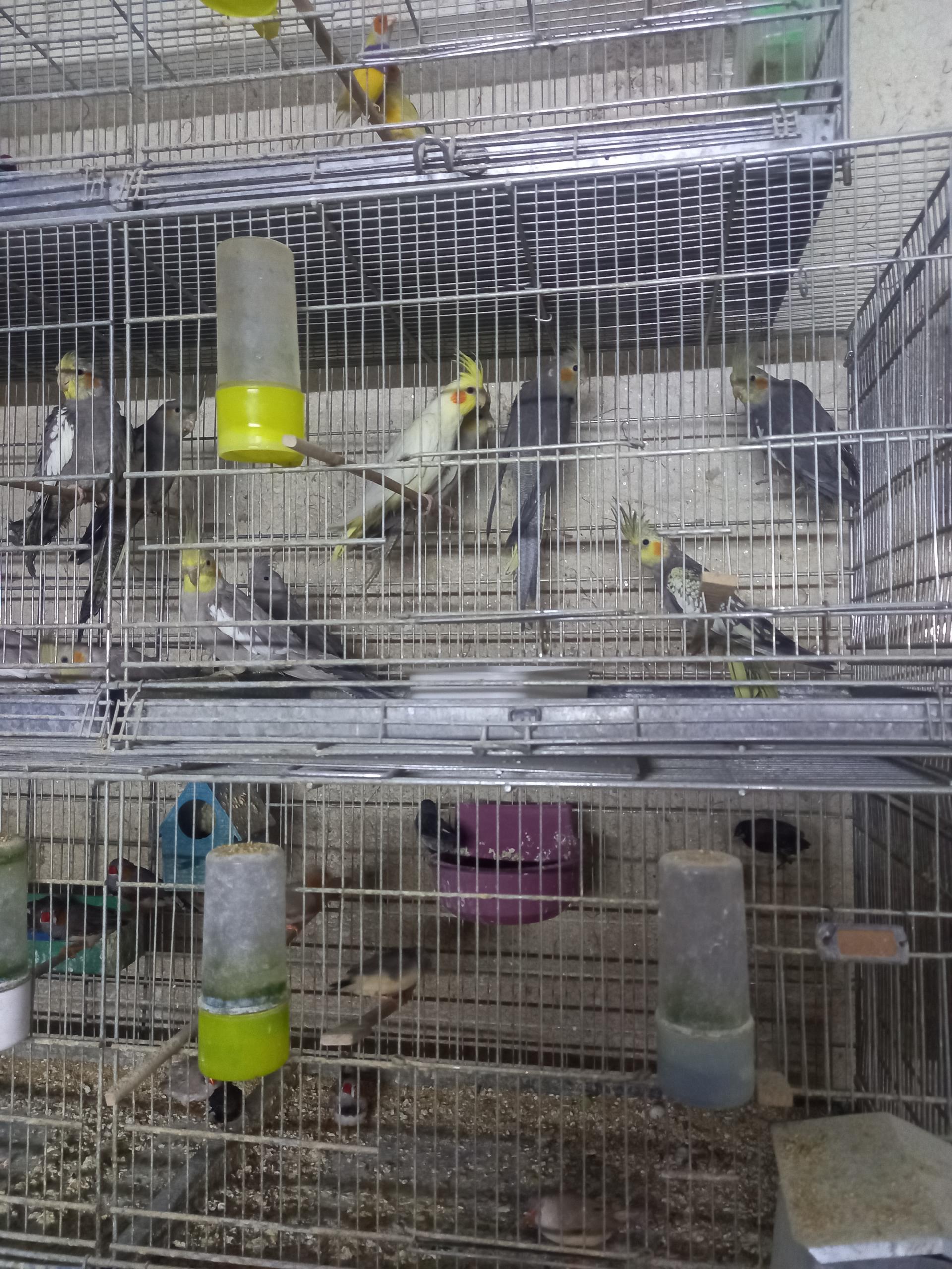 عکس سالن پرورش پرندگان زینتی مالکی