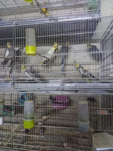 عکس سالن پرورش پرندگان زینتی مالکی