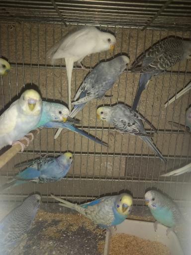 عکس سالن پرورش پرندگان زینتی مالکی