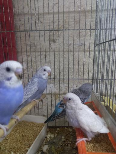 عکس سالن پرورش پرندگان زینتی مالکی