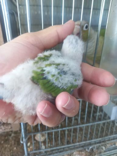 عکس سالن پرورش پرندگان زینتی مالکی