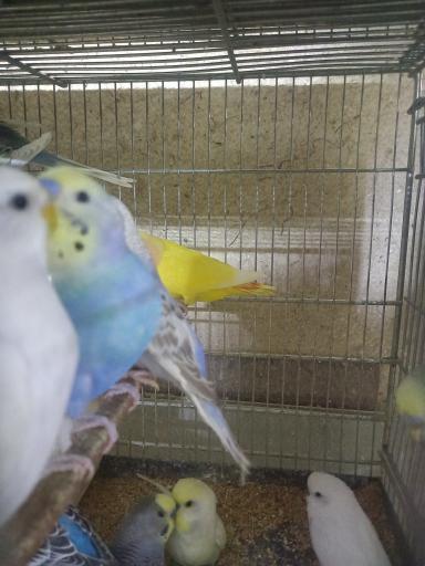 عکس سالن پرورش پرندگان زینتی مالکی