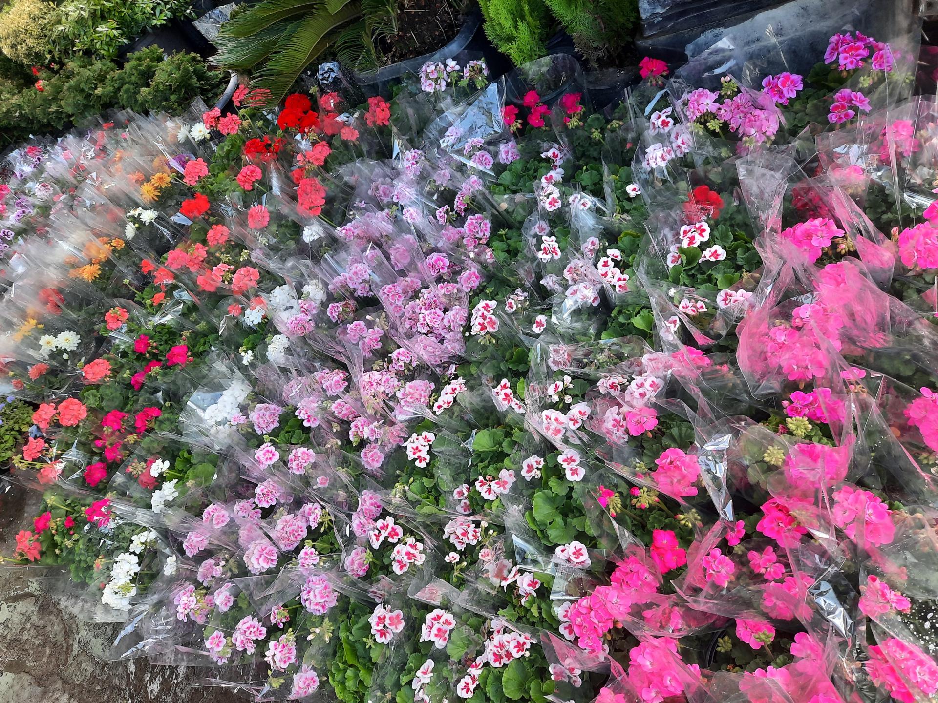 عکس بازار گل و گیاه غرب تهران