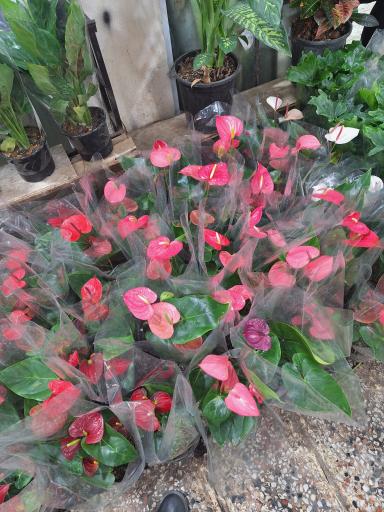 عکس بازار گل و گیاه غرب تهران