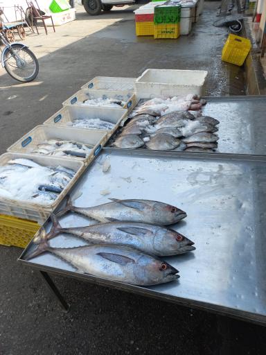 عکس شیلات ساحل