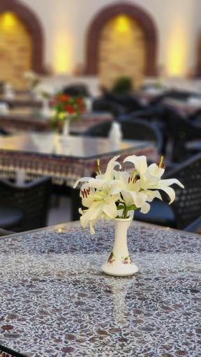 عکس چلوگوشت کایرو (رضا مشهدی)