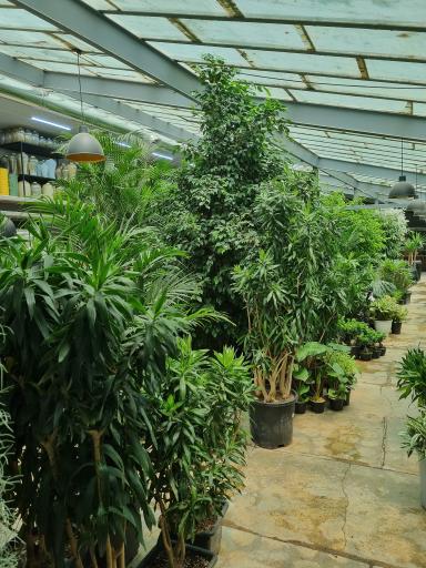 عکس گلخانه شاهپسند