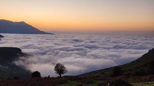 عکس شاه نشین (پش بالا)