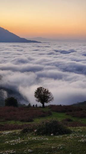 عکس شاه نشین (پش بالا)