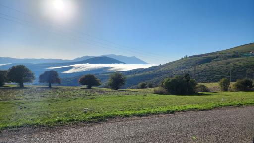 عکس شاه نشین (پش بالا)