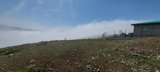 عکس شاه نشین (پش بالا)