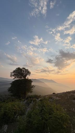 عکس شاه نشین (پش بالا)