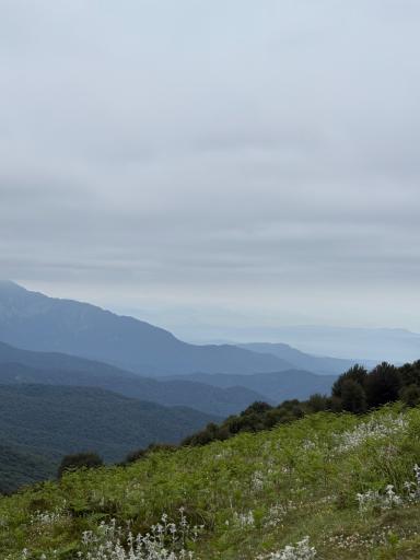 عکس شاه نشین (پش بالا)