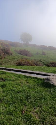 عکس شاه نشین (پش بالا)