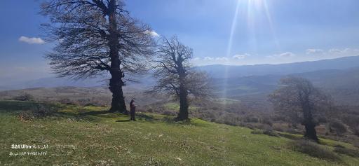 عکس شاه نشین (پش بالا)