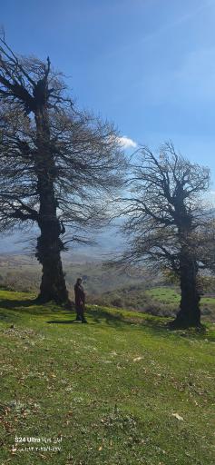عکس شاه نشین (پش بالا)