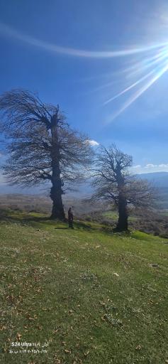 عکس شاه نشین (پش بالا)