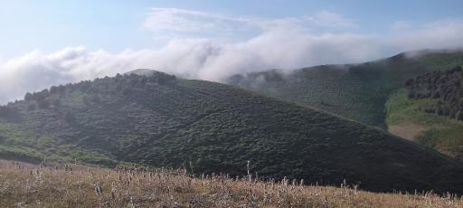 عکس شاه نشین (پش بالا)