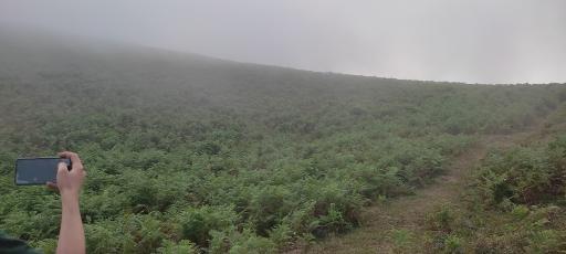 عکس شاه نشین (پش بالا)