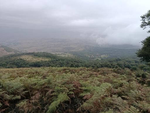 عکس شاه نشین (پش بالا)