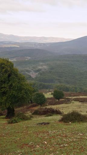 عکس شاه نشین (پش بالا)
